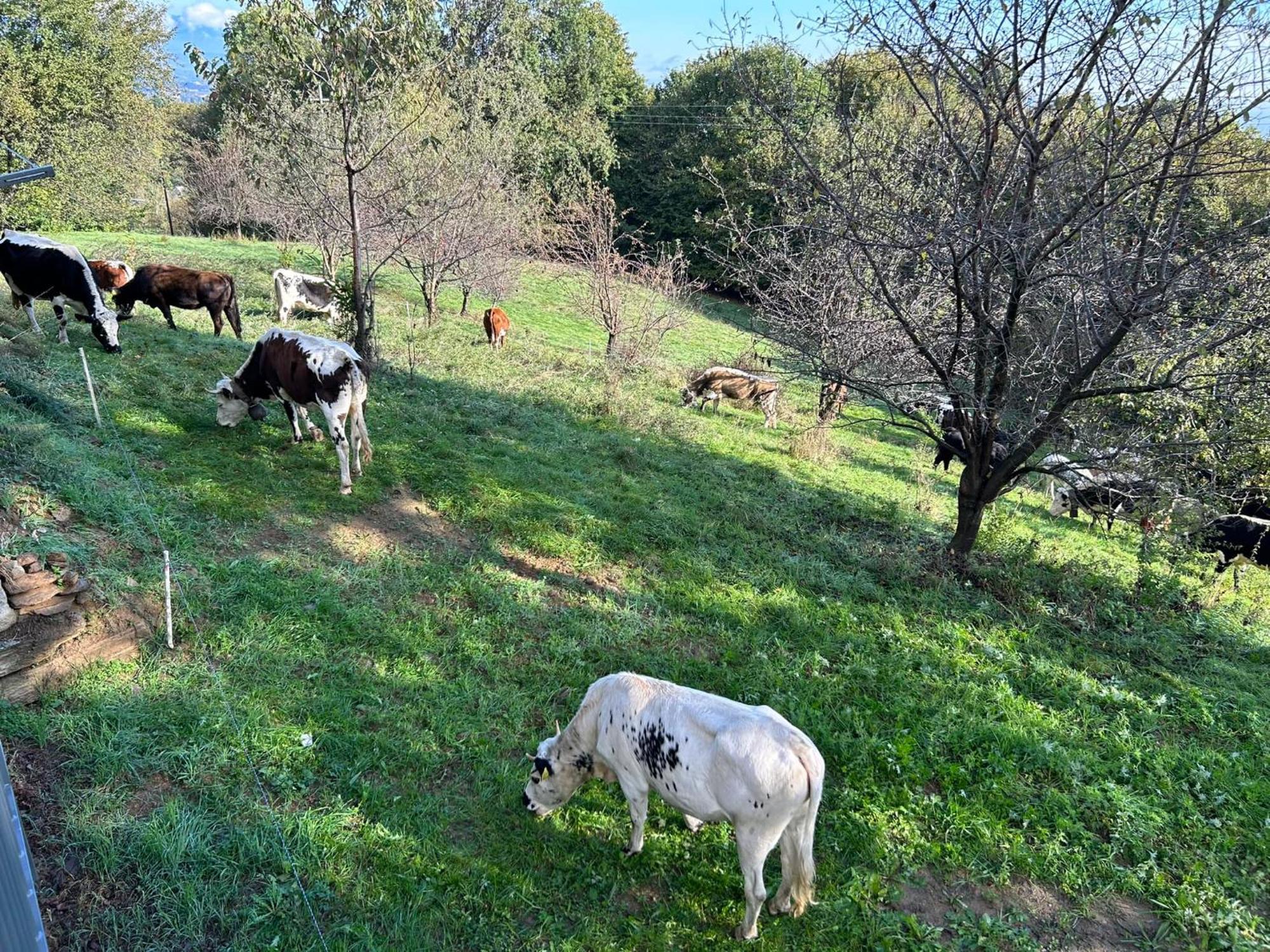 Vila Casa Salada Bagnolo Piemonte Exteriér fotografie